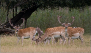 <p>DANĚK SKVRNITÝ (Dama dama) Šluknovsko - obora /Fallow deer - Damhirsch/</p>